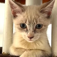 MARIE, chaton femelle type européen, chatte à adopter