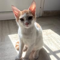 MIEL, chaton créole mâle, chat à adopter