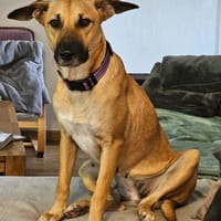 CIEL, Berger créole femelle, chienne à adopter