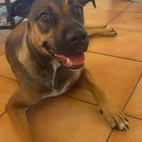 SPICY, Femelle Berger créole, chienne à adopter