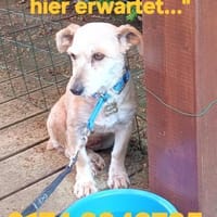 LILO sucht ihr Kuschelkörbchen, Hündin zur Adoption