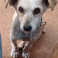 LILO sucht ihr Kuschelkörbchen, Hündin zur Adoption