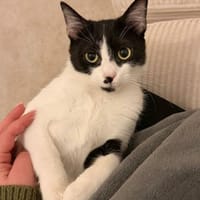 aufgeweckte Chupa, Katze zur Adoption