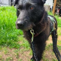 Amy-Sensible Hundedame sucht ihr Für-Imm, Hündin zur Adoption