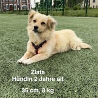 Zlata, 2 Jahre Alt, Hündin zur Adoption