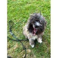 Capper - wartet in 71154 Nufringen, Hund zur Adoption