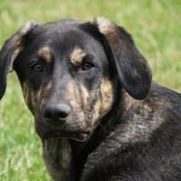 Bricko sucht liebevolles Zuhause, Hund zur Adoption