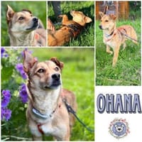 OHANA * Mit Eifer und Freude ins Leben, Hündin zur Adoption