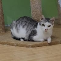 Lieber Tom sucht dringend ein Zuhause, Kater zur Adoption