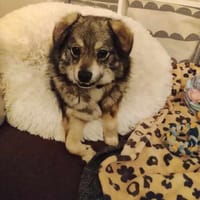 Kleiner Hale sucht liebevolle Menschen!, Hund zur Adoption