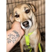 Käthe - wartet in 91161 Hilpoltstein, Hündin zur Adoption