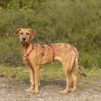 Brandy wünscht sich eigene Familie, Hündin zur Adoption