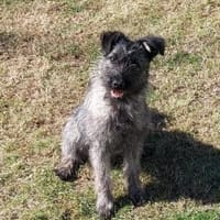 Die hübsche Cleo will endlich ankommen!, Hündin zur Adoption