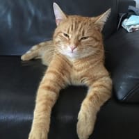Dringend neue Bleibe für Zorro gesucht, Kater zur Adoption