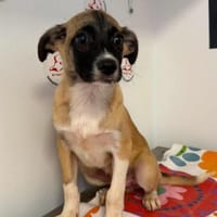 SIRIUS 🐾❤ wird Ende Juni 4 Monate alt., Hund zur Adoption