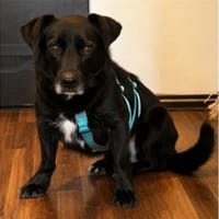Meylo - wartet in 97993 Creglingen, Hund zur Adoption