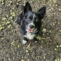 Merlin möchte endlich ankommen...., Hund zur Adoption