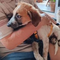 ARANCINO 💙💙💙wünscht sich ein Zuhause, Hund zur Adoption