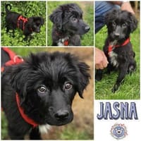 JASNA * vertrauensvolles Hundemädchen, Hündin zur Adoption