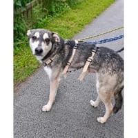 Zerro - wartet in 83052 Bruckmühl, Hund zur Adoption