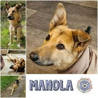 MANOLA * blinde Hündin su. Herzensmensch, Hündin zur Adoption