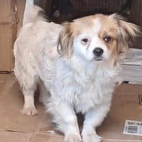 Lili, kleines Hundemädchen sucht Zuhause, Hündin zur Adoption