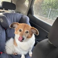 Kleine charmante Dame sucht ihr Zuhause, Hündin zur Adoption