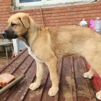 Ana, mutiger Welpe sucht neues Zuhause, Hündin zur Adoption