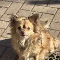 Chihuahua Rüde 3 Jahre alt, Hund zur Adoption