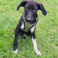 Tolles Labrador Mix Mädchen Rita, Hündin zur Adoption