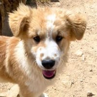 Lilly, Hündin zur Adoption
