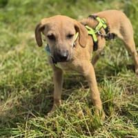 Frisbee  lernwillig und aufgeweckt, Hündin zur Adoption