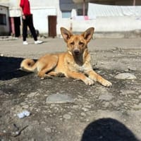 Zian - ohne Mutter zurückgelassen, Hund zur Adoption