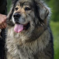 Maja - braucht Ihre Menschen, Hündin zur Adoption