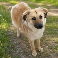 Die süße Kari sucht ihren Platz im Leben, Hündin zur Adoption