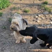 Pompom, ich suche Euch, Hündin zur Adoption