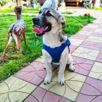 Joy ein freundlicher Rüde, Hund zur Adoption