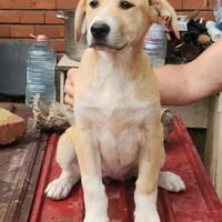 Marie, wundervoller Welpe sucht Zuhause, Hündin zur Adoption