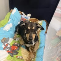 Dackelmix Rory, Hund zur Adoption