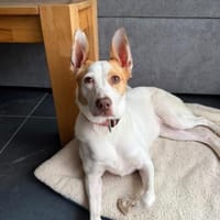 CHULA  sucht ihr Für-immer-Zuhause, Hündin zur Adoption