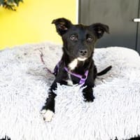 Salina sucht ihr für immer zu Hause...., Hündin zur Adoption