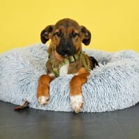 Mango sucht seine Menschen..., Hund zur Adoption