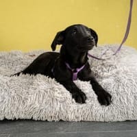 Ylvana sucht ihre Lieblingsmenschen..., Hündin zur Adoption