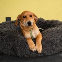 Yandrino sucht sein Glück..., Hund zur Adoption