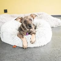 Lakina  kleine Seele mit großem Herzen, Hündin zur Adoption