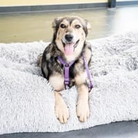 Rose unser Sonnenschein..., Hündin zur Adoption