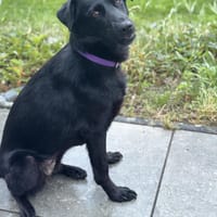 Berti sucht ihr Für-immer-Zuhause, Hündin zur Adoption