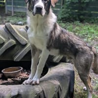 Yves in 26349 Jade Mischling (Bucovina), Hund zur Adoption