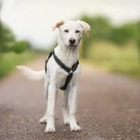 Wunderbare Bia sucht Familie, Hündin zur Adoption