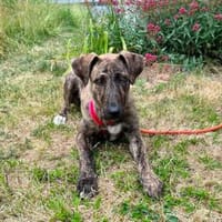 Chiara sucht aktive Menschen, Hündin zur Adoption
